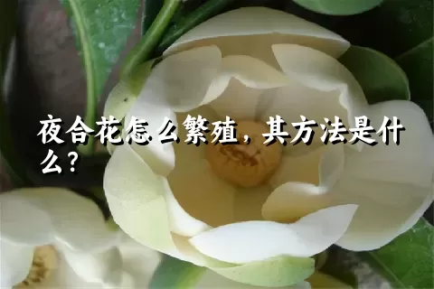 夜合花怎么繁殖，其方法是什么？