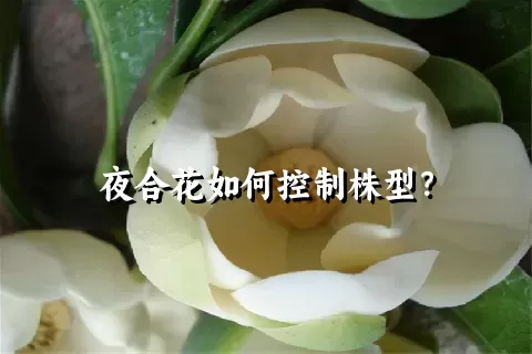 夜合花如何控制株型？