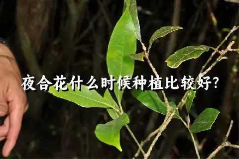 夜合花什么时候种植比较好？