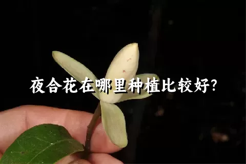 夜合花在哪里种植比较好？