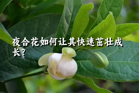 夜合花如何让其快速茁壮成长？