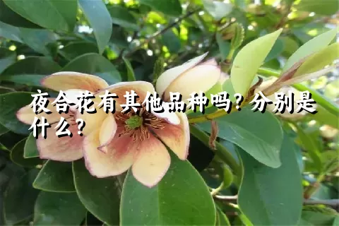 夜合花有其他品种吗？分别是什么？