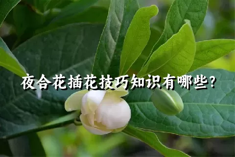 夜合花插花技巧知识有哪些？