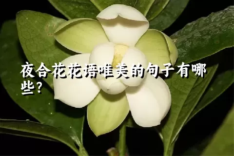 夜合花花语唯美的句子有哪些？