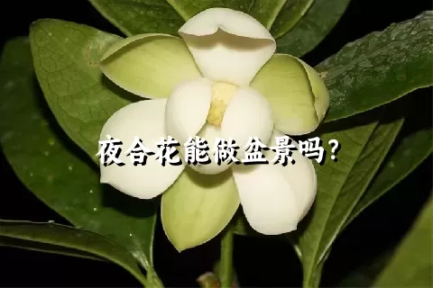 夜合花能做盆景吗？