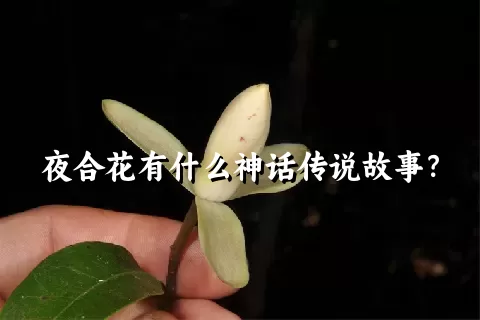 夜合花有什么神话传说故事？