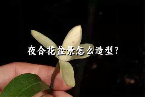 夜合花盆景怎么造型？