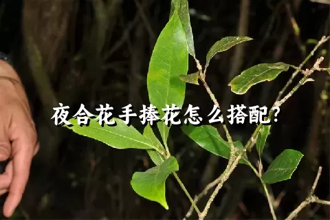 夜合花手捧花怎么搭配？