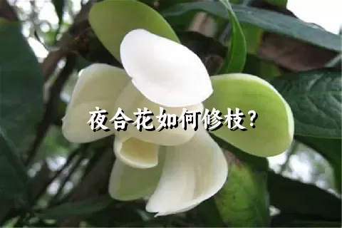 夜合花如何修枝？