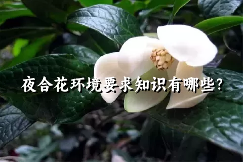 夜合花环境要求知识有哪些？