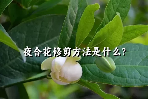 夜合花修剪方法是什么？