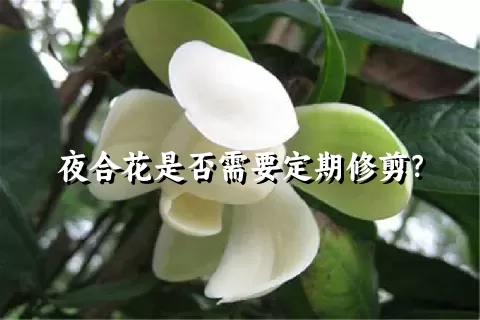 夜合花是否需要定期修剪？