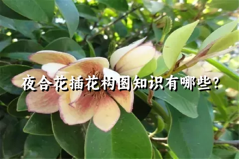 夜合花插花构图知识有哪些？