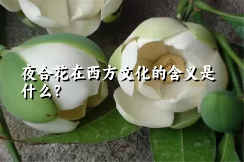 夜合花在西方文化的含义是什么？