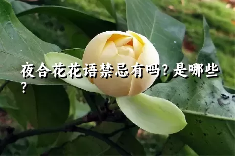 夜合花花语禁忌有吗？是哪些？