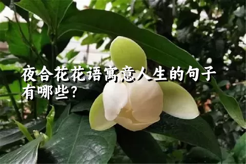 夜合花花语寓意人生的句子有哪些？