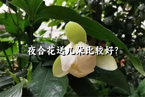 夜合花送几朵比较好？