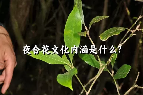 夜合花文化内涵是什么？