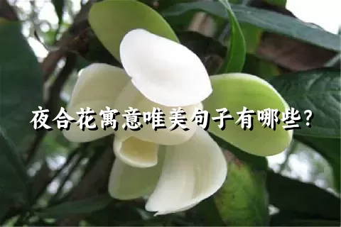 夜合花寓意唯美句子有哪些？