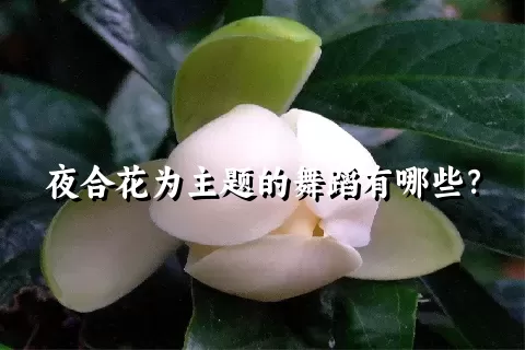 夜合花为主题的舞蹈有哪些？