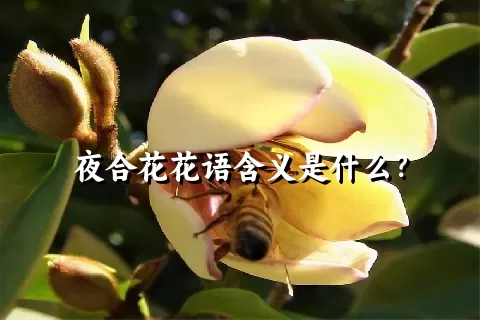 夜合花花语含义是什么？