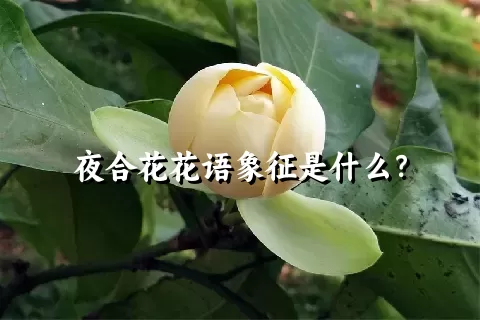 夜合花花语象征是什么？