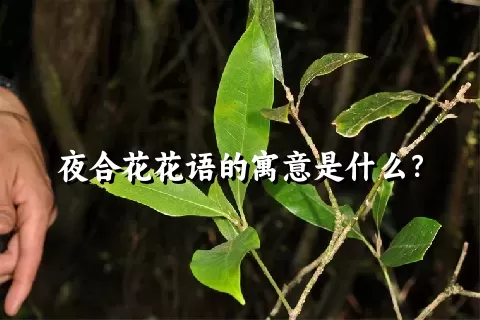 夜合花花语的寓意是什么？