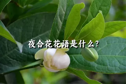 夜合花花语是什么？