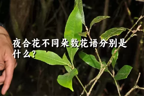 夜合花不同朵数花语分别是什么？