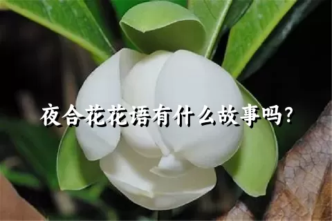 夜合花花语有什么故事吗？