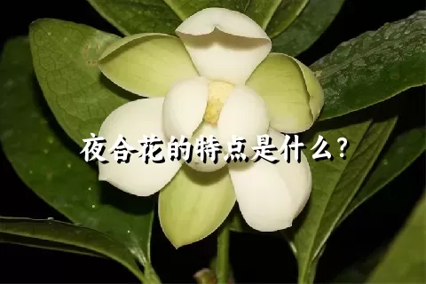 夜合花的特点是什么？