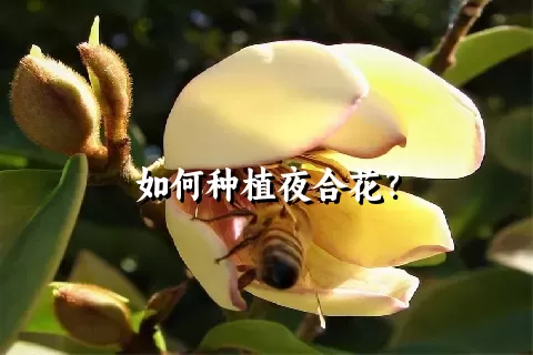 如何种植夜合花？