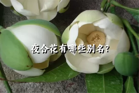 夜合花有哪些别名？