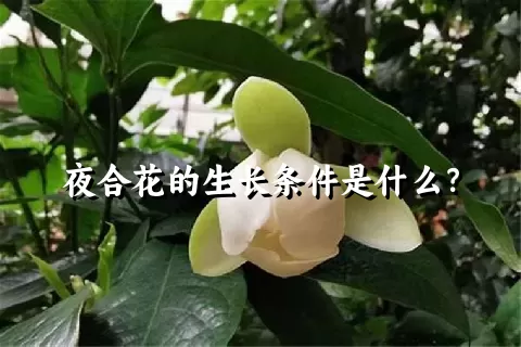 夜合花的生长条件是什么？