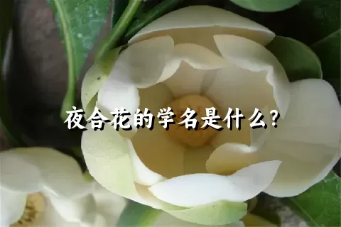 夜合花的学名是什么？