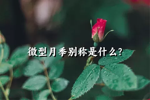 微型月季别称是什么？