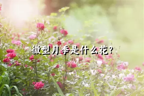 微型月季是什么花？