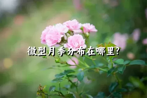 微型月季分布在哪里?