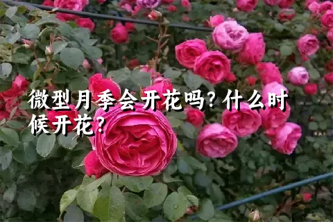 微型月季会开花吗？什么时候开花？