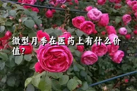 微型月季在医药上有什么价值？