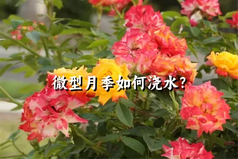 微型月季如何浇水？