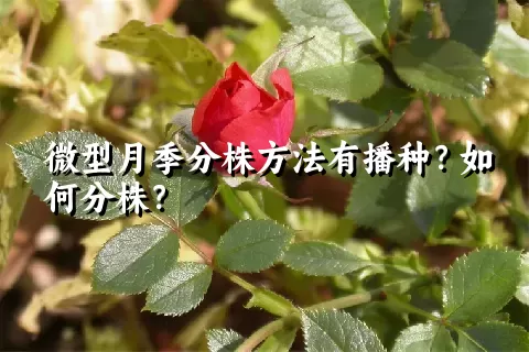 微型月季分株方法有播种？如何分株？