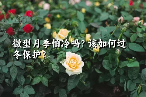 微型月季怕冷吗？该如何过冬保护？