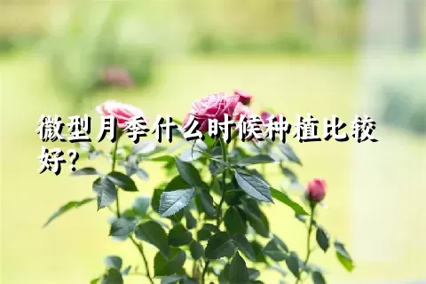 微型月季什么时候种植比较好？