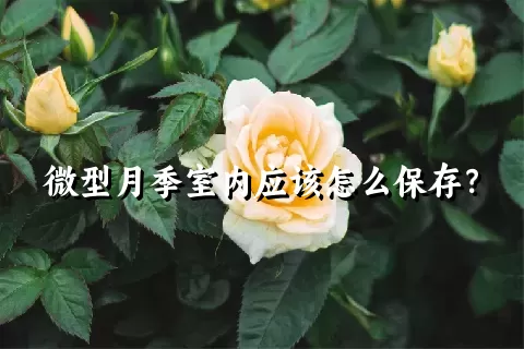 微型月季室内应该怎么保存？