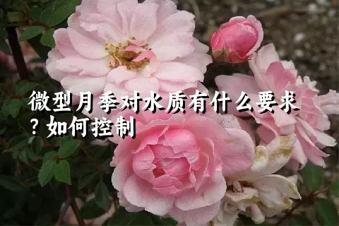 微型月季对水质有什么要求？如何控制