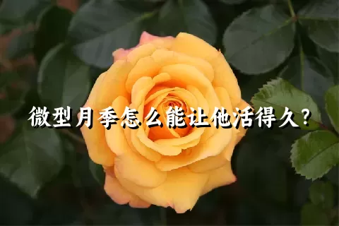 微型月季怎么能让他活得久？