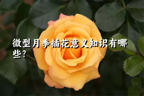 微型月季插花意义知识有哪些？