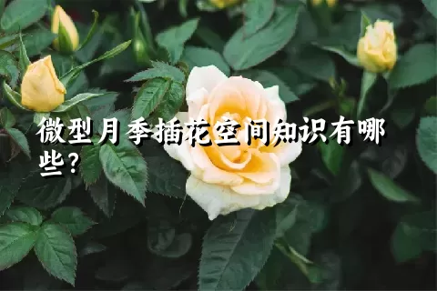 微型月季插花空间知识有哪些？