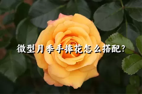 微型月季手捧花怎么搭配？